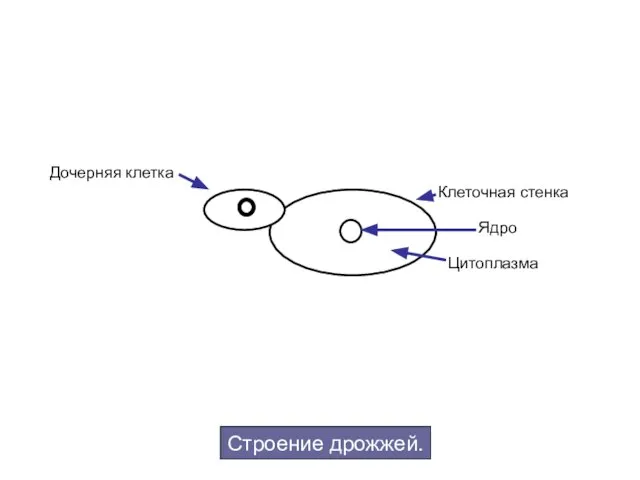 Строение дрожжей. Клеточная стенка Ядро Цитоплазма Дочерняя клетка