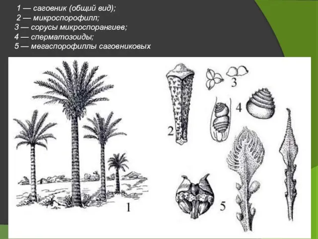 1 — саговник (общий вид); 2 — микроспорофилл; 3 — сорусы