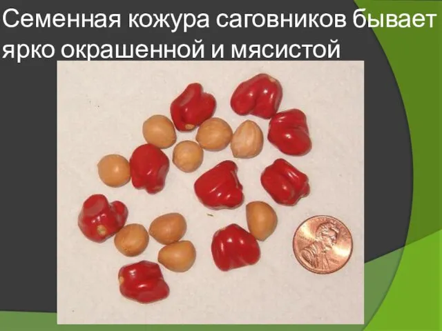 Семенная кожура саговников бывает ярко окрашенной и мясистой