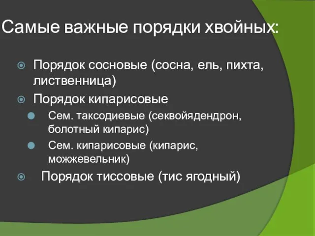 Самые важные порядки хвойных: Порядок сосновые (сосна, ель, пихта, лиственница) Порядок