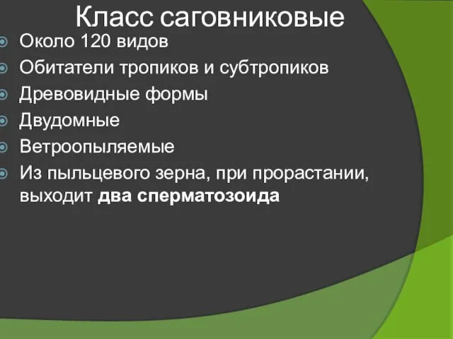 Класс саговниковые Около 120 видов Обитатели тропиков и субтропиков Древовидные формы