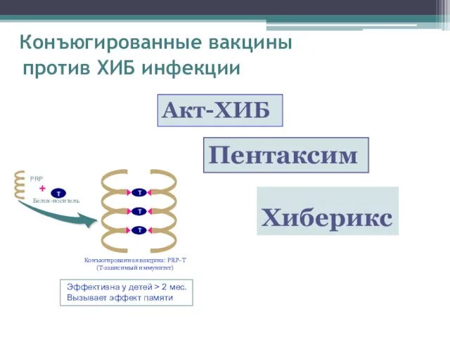 Конъюгированные вакцины против ХИБ инфекции Конъюгированная вакцина: PRP-T (T-зависимый иммунитет) Эффективна