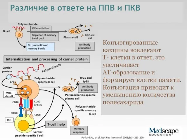 Различие в ответе на ППВ и ПКВ Конъюгированные вакцины вовлекают Т-