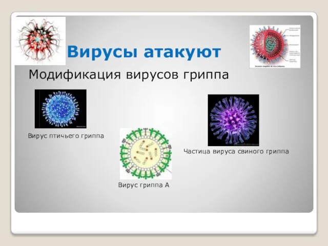 Вирусы атакуют Модификация вирусов гриппа Вирус птичьего гриппа Частица вируса свиного гриппа Вирус гриппа А