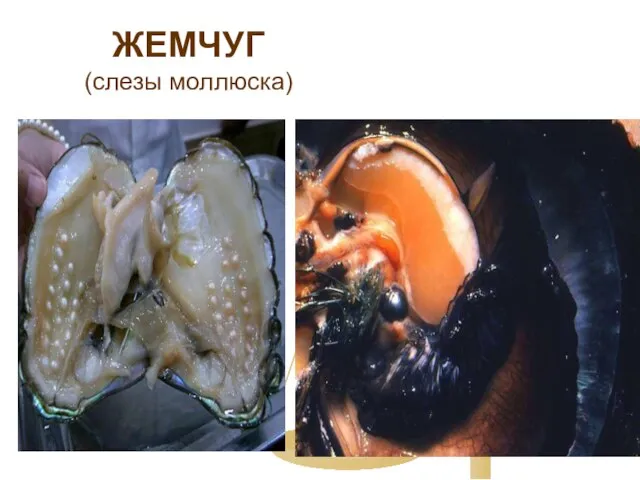 ЖЕМЧУГ (слезы моллюска)