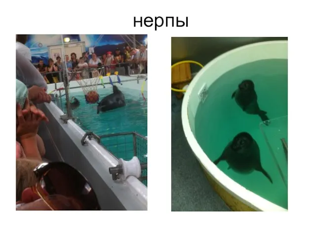 нерпы