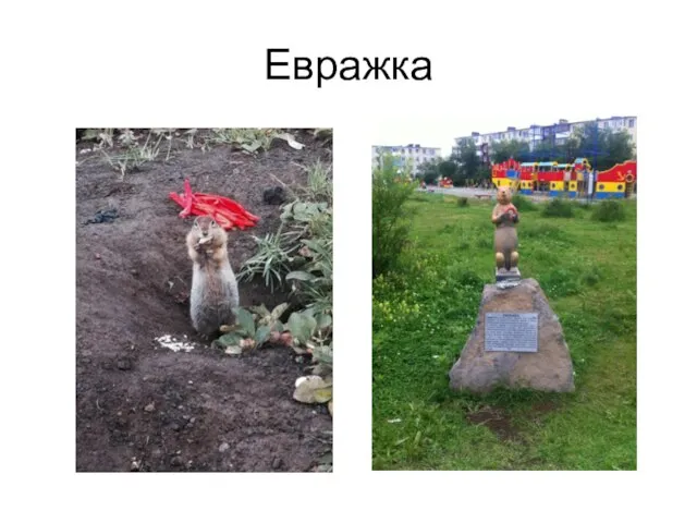 Евражка