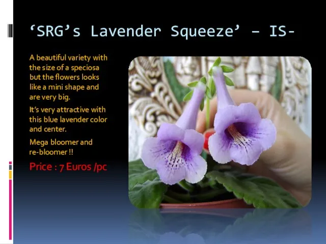 ‘SRG’s Lavender Squeeze’ – IS- A beautiful variety with the size