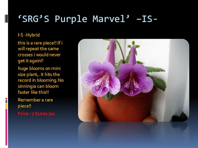 ‘SRG’S Purple Marvel’ –IS- I-S -Hybrid this is a rare piece!!