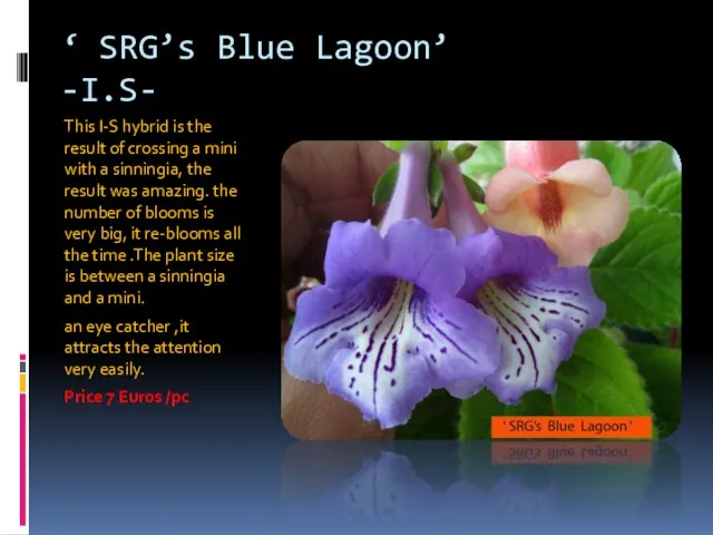 ‘ SRG’s Blue Lagoon’ -I.S- This I-S hybrid is the result