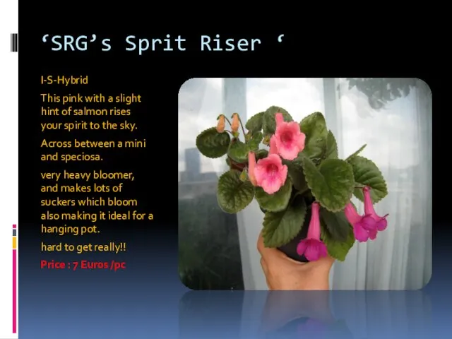 ‘SRG’s Sprit Riser ‘ I-S-Hybrid This pink with a slight hint