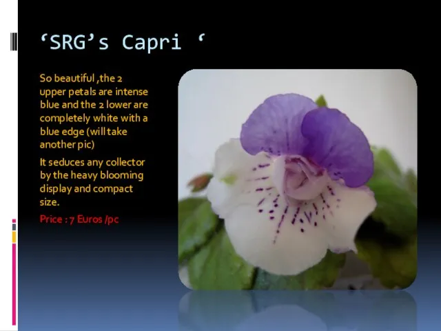 ‘SRG’s Capri ‘ So beautiful ,the 2 upper petals are intense