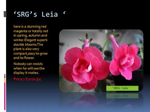 ‘SRG’s Leia ‘ here is a stunning red magenta or totally