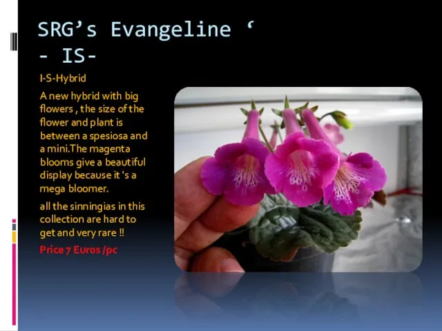 SRG’s Evangeline ‘ - IS- I-S-Hybrid A new hybrid with big