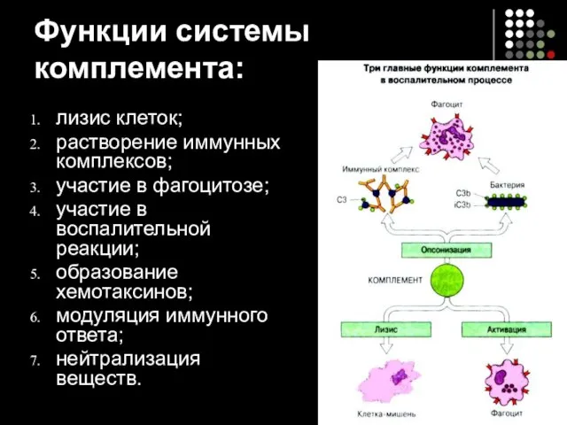 Функции системы комплемента: лизис клеток; растворение иммунных комплексов; участие в фагоцитозе;
