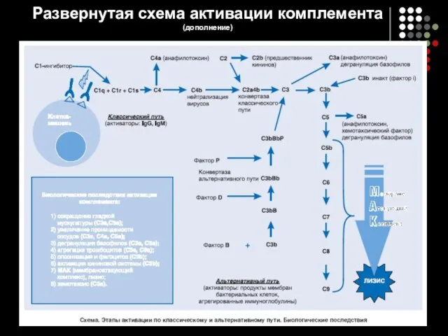 Развернутая схема активации комплемента (дополнение)