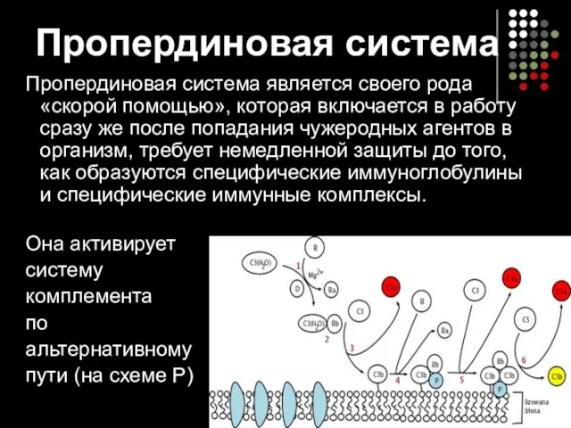 Пропердиновая система Пропердиновая система является своего рода «скорой помощью», которая включается