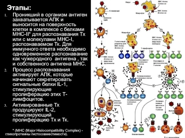 Проникший в организм антиген захватывается АПК и выносится на поверхность клетки