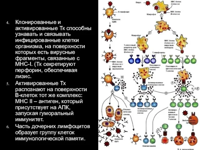 Клонированные и активированные Тк способны узнавать и связывать инфицированные клетки организма,