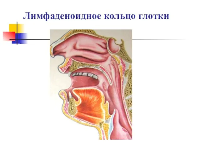 Лимфаденоидное кольцо глотки