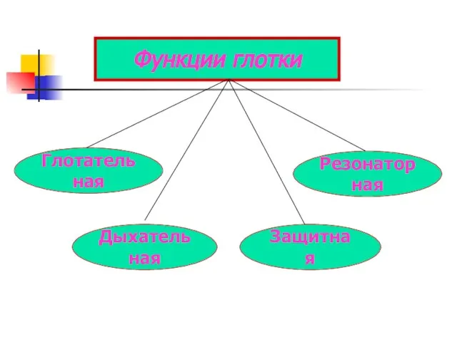 Функции глотки Глотательная Дыхательная Защитная Резонаторная