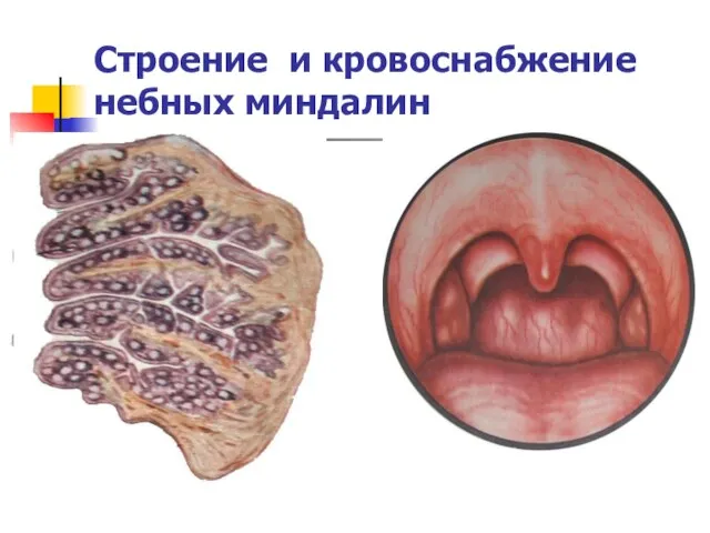 Строение и кровоснабжение небных миндалин