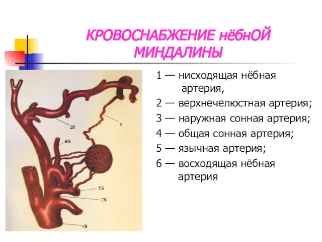 КРОВОСНАБЖЕНИЕ нёбнОЙ МИНДАЛИНЫ 1 — нисходящая нёбная артерия, 2 — верхнечелюстная