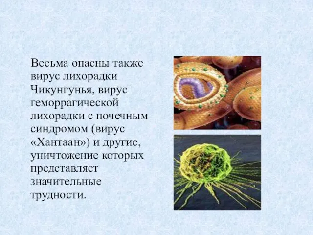 Весьма опасны также вирус лихорадки Чикунгунья, вирус геморрагической лихорадки с почечным