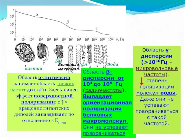 Область α-дисперсии занимает область низких частот до 1 кГц. Здесь силен