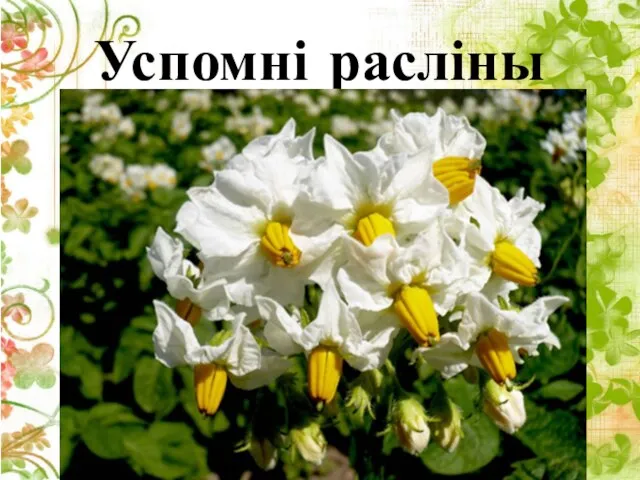 Успомні расліны