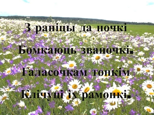 З раніцы да ночкі Бомкаюць званочкі. Галасочкам тонкім Клічуці іх рамонкі.