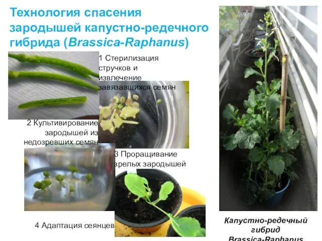 Технология спасения зародышей капустно-редечного гибрида (Brassica-Raphanus) 1 Стерилизация стручков и извлечение