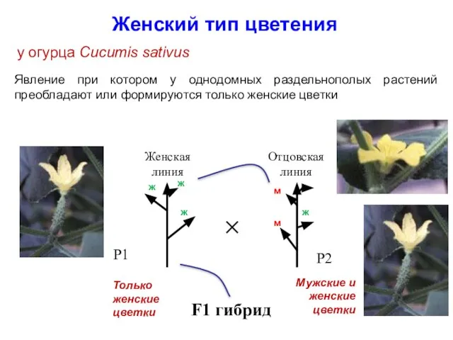 Женский тип цветения у огурца Cucumis sativus Явление при котором у