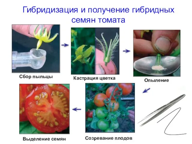 Гибридизация и получение гибридных семян томата