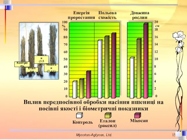 Вплив передпосівної обробки насіння пшениці на посівні якості і біометричні показники