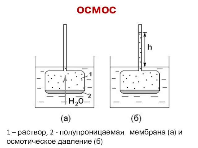 осмос 1 – раствор, 2 - полупроницаемая мембрана (а) и осмотическое давление (б)