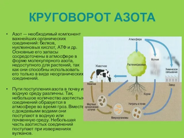 КРУГОВОРОТ АЗОТА Азот — необходимый компонент важнейших органических соединений: белков, нуклеиновых