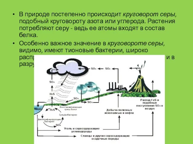 В природе постепенно происходит круговорот серы, подобный круговороту азота или углерода.