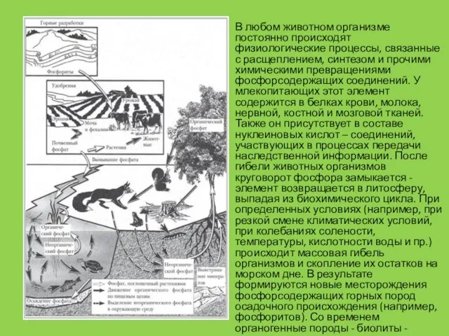 В любом животном организме постоянно происходят физиологические процессы, связанные с расщеплением,