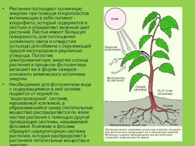 Растения поглощают солнечную энергию при помощи хлоропластов включающих в себя пигмент