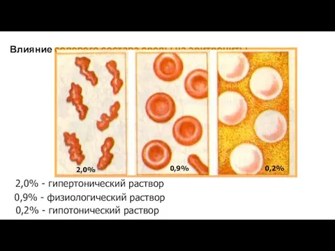 Влияние солевого состава среды на эритроциты 2,0% 0,9% 0,2% 2,0% -