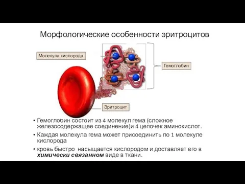 Морфологические особенности эритроцитов Гемоглобин состоит из 4 молекул гема (сложное железосодержащее