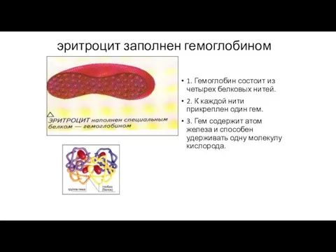 эритроцит заполнен гемоглобином 1. Гемоглобин состоит из четырех белковых нитей. 2.