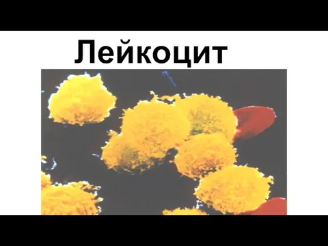 Лейкоциты