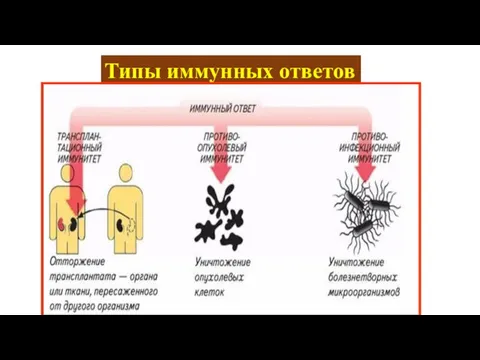 Типы иммунных ответов