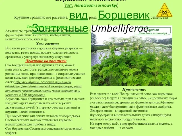Борщевик Сосновского (лат. Heracleum sosnowskyi) Крупное травянистое растение, вид рода Борщевик