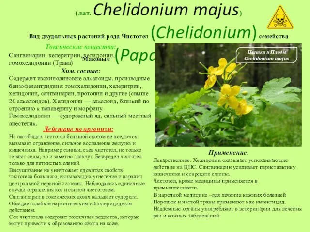 Чистоте́л большо́й (лат. Chelidonium majus) Вид двудольных растений рода Чистотел (Chelidonium)