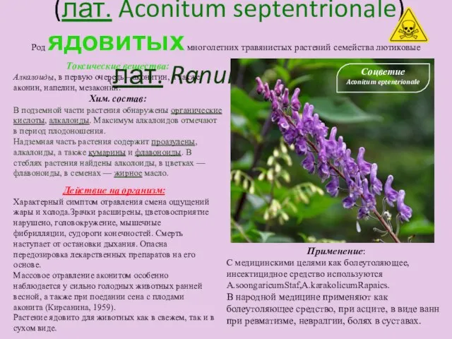 Борец высокий (лат. Aconitum septentrionale) Род ядовитых многолетних травянистых растений семейства