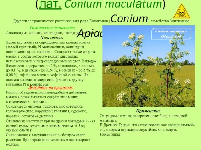 Болиголо́в пятни́стый (лат. Conīum maculātum) Двулетнее травянистое растение, вид рода Болиголов