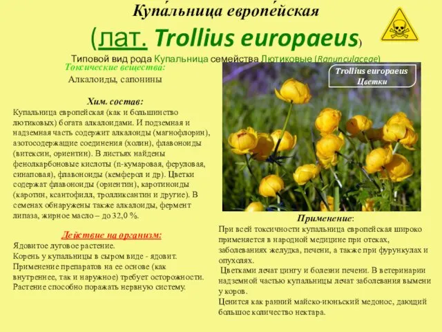 Купа́льница европе́йская (лат. Trollius europaeus) Типовой вид рода Купальница семейства Лютиковые